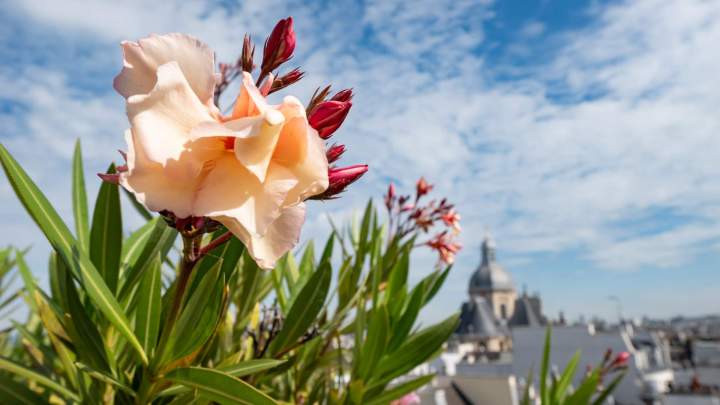 FLORASIA (62)